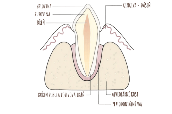anatomie-zubu-psa